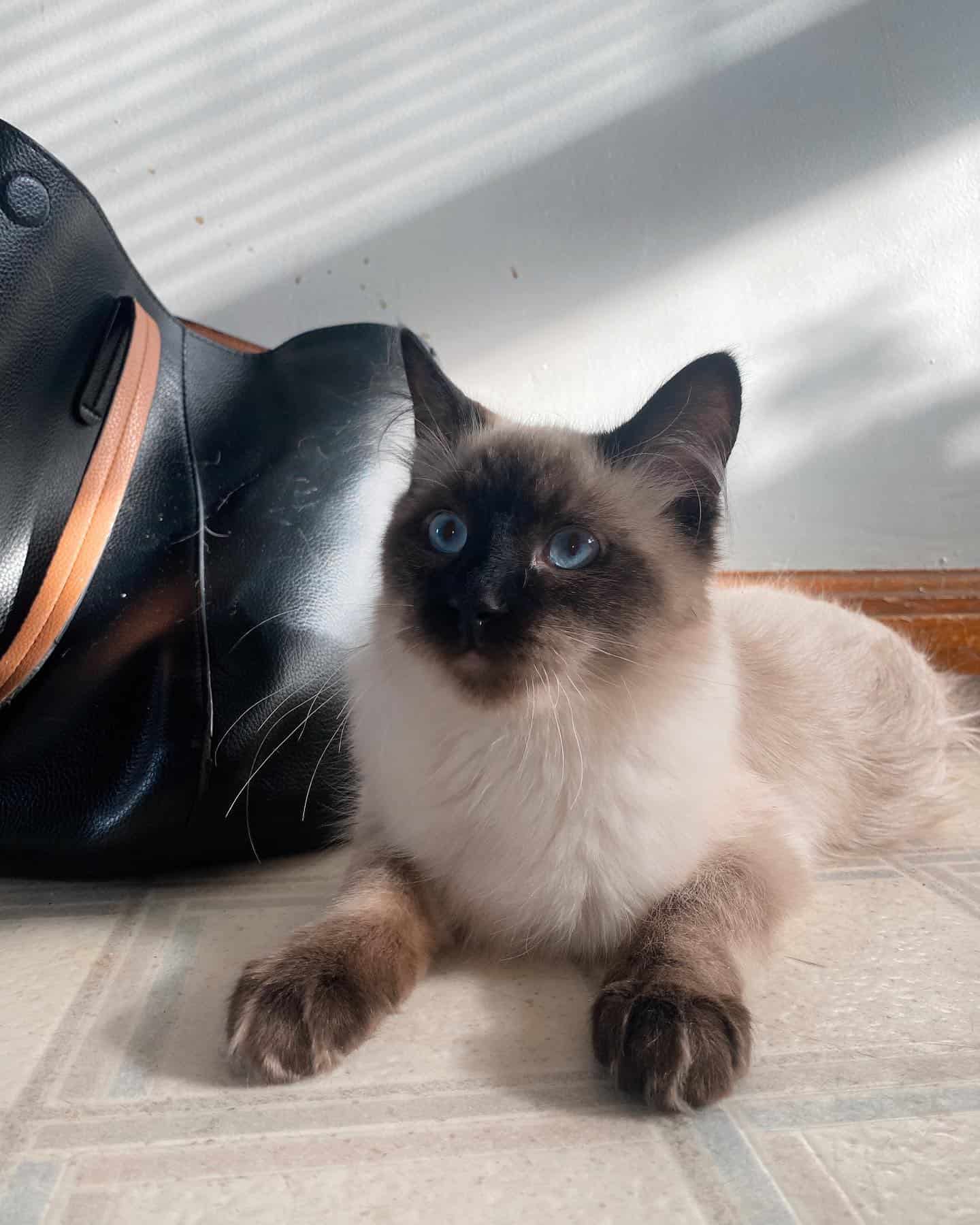 ragamese cat laying on the floor