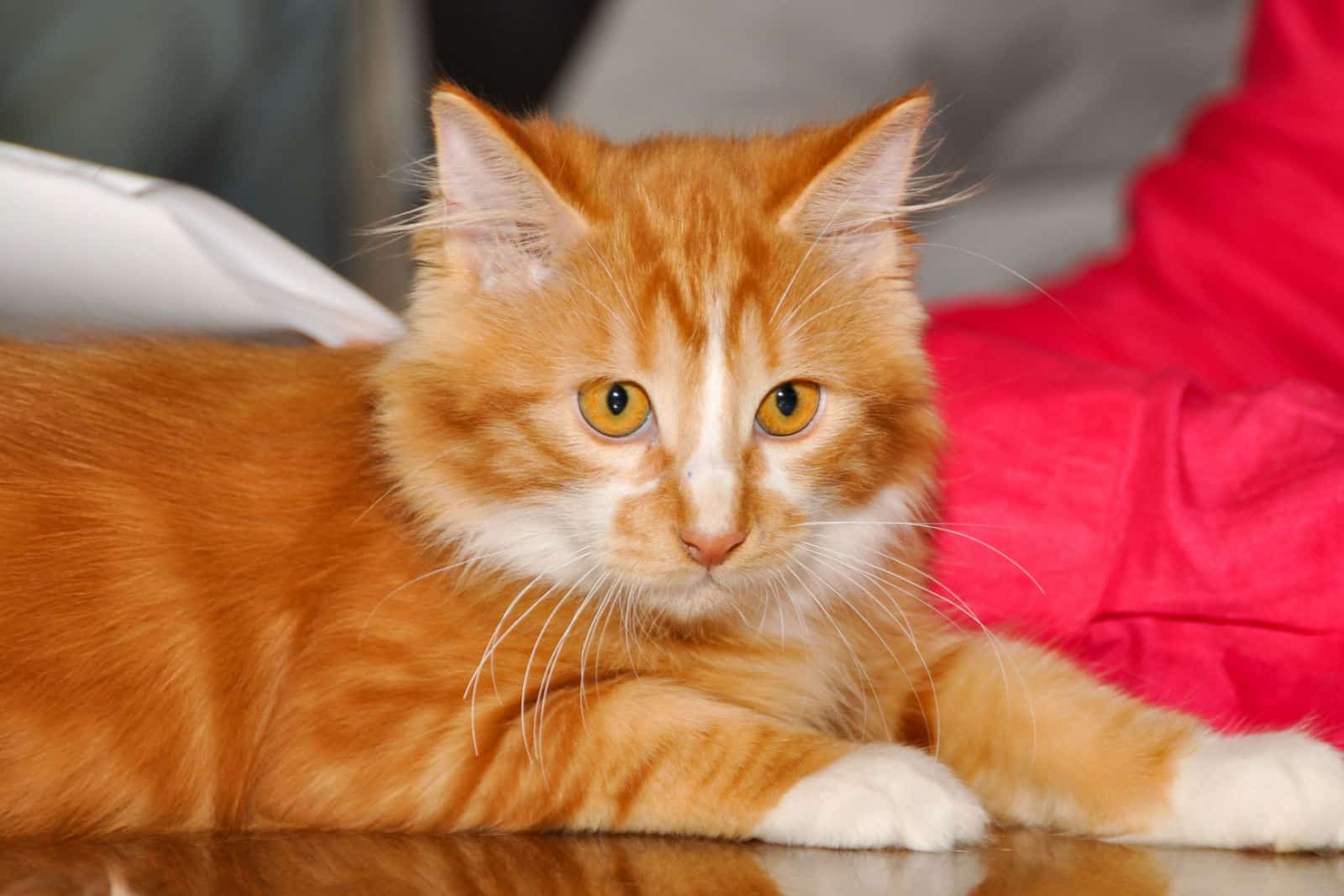 red Bobtail cat, Cymric (Longhaired Manx)