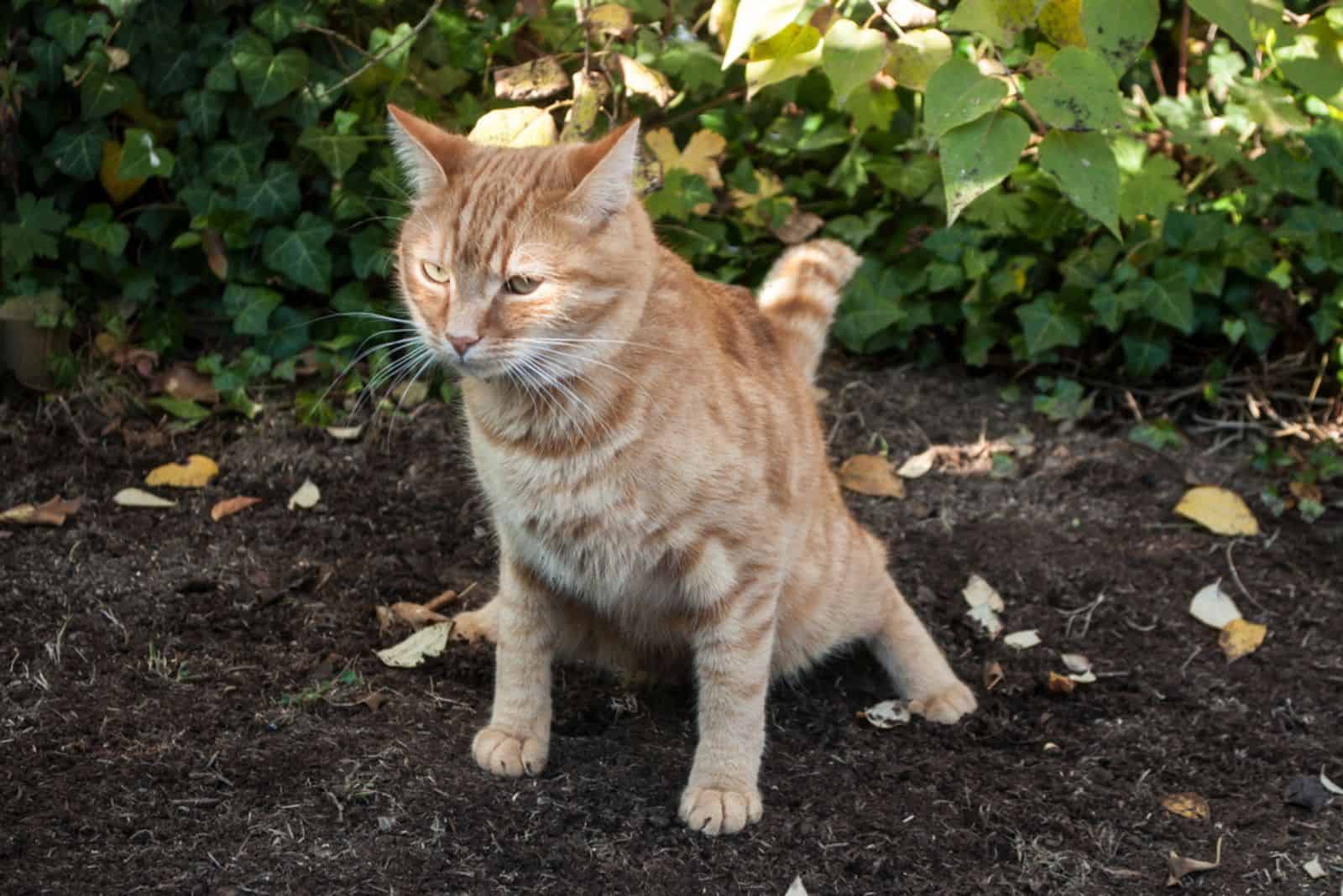 red cat making poo in the garden soil