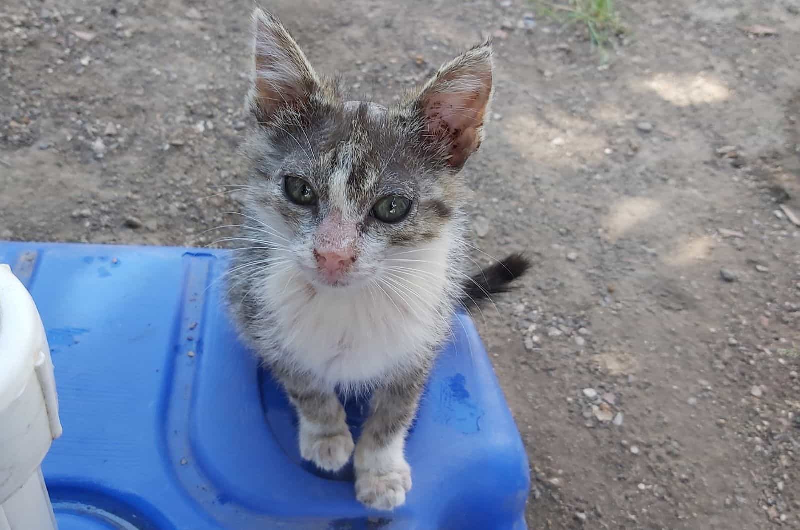 rescued kitten