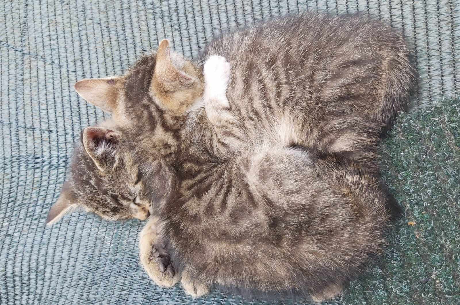 rescued kittens lying on carpet