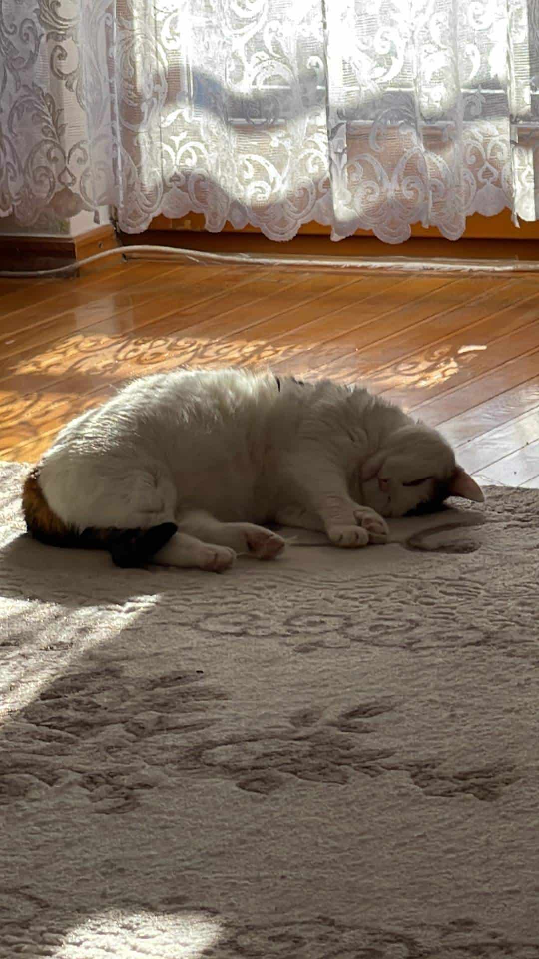 sad cat laying on the floor