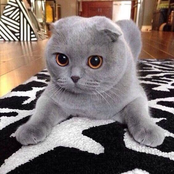 scottish fold with small ears