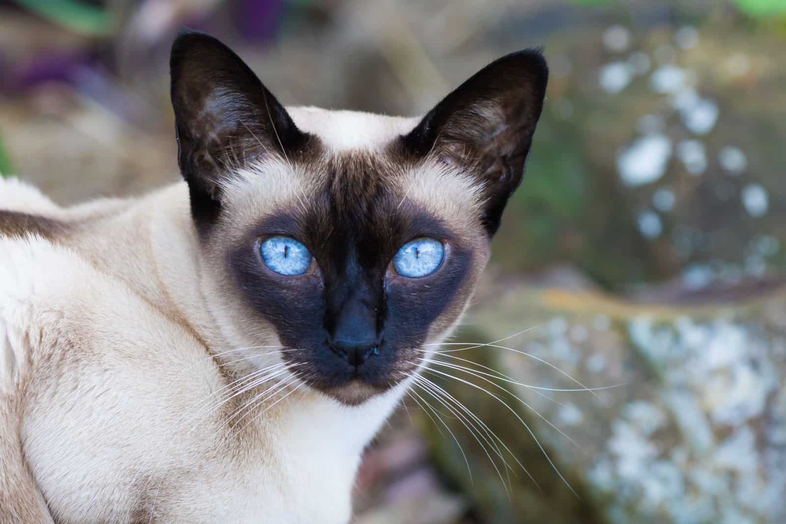 seal-point Tonkinese cat with stunning blue eyes