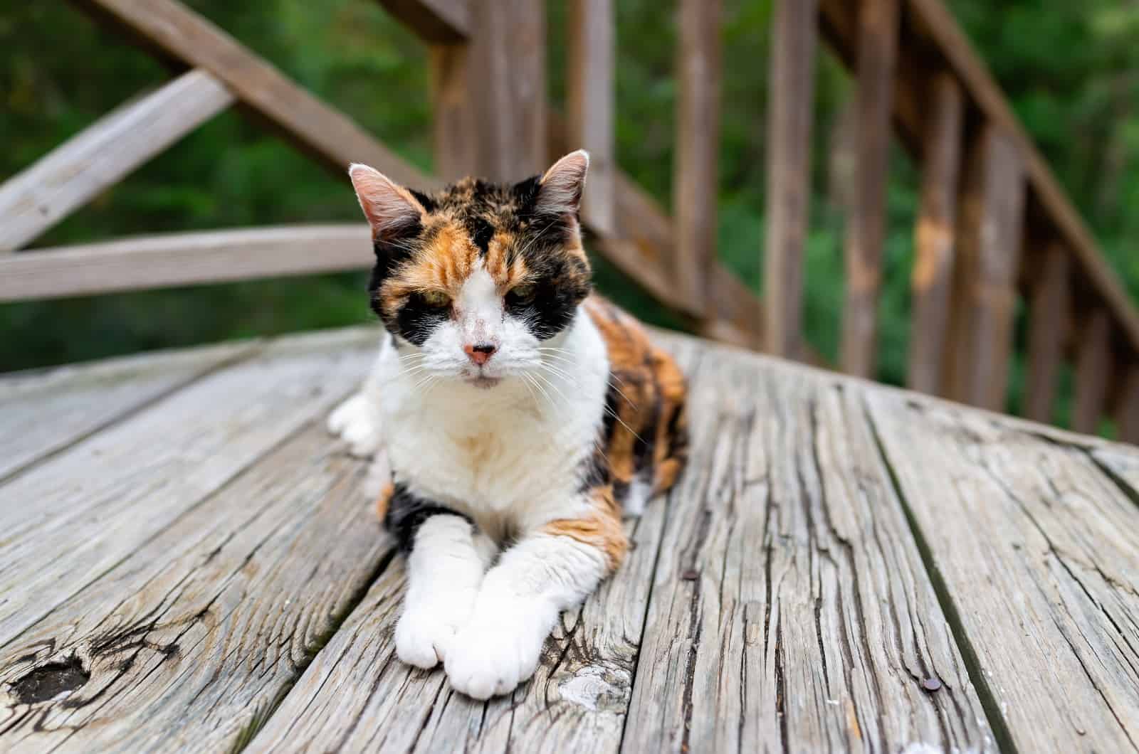 sick cat sitting on deck