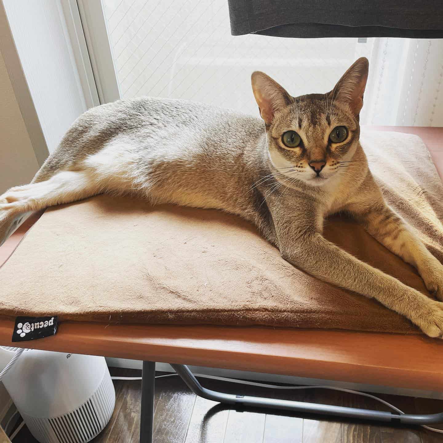 singapura cat laying on the table