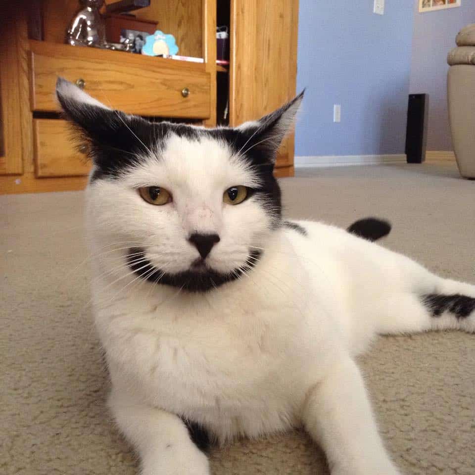 sirius cat laying on the living room floor