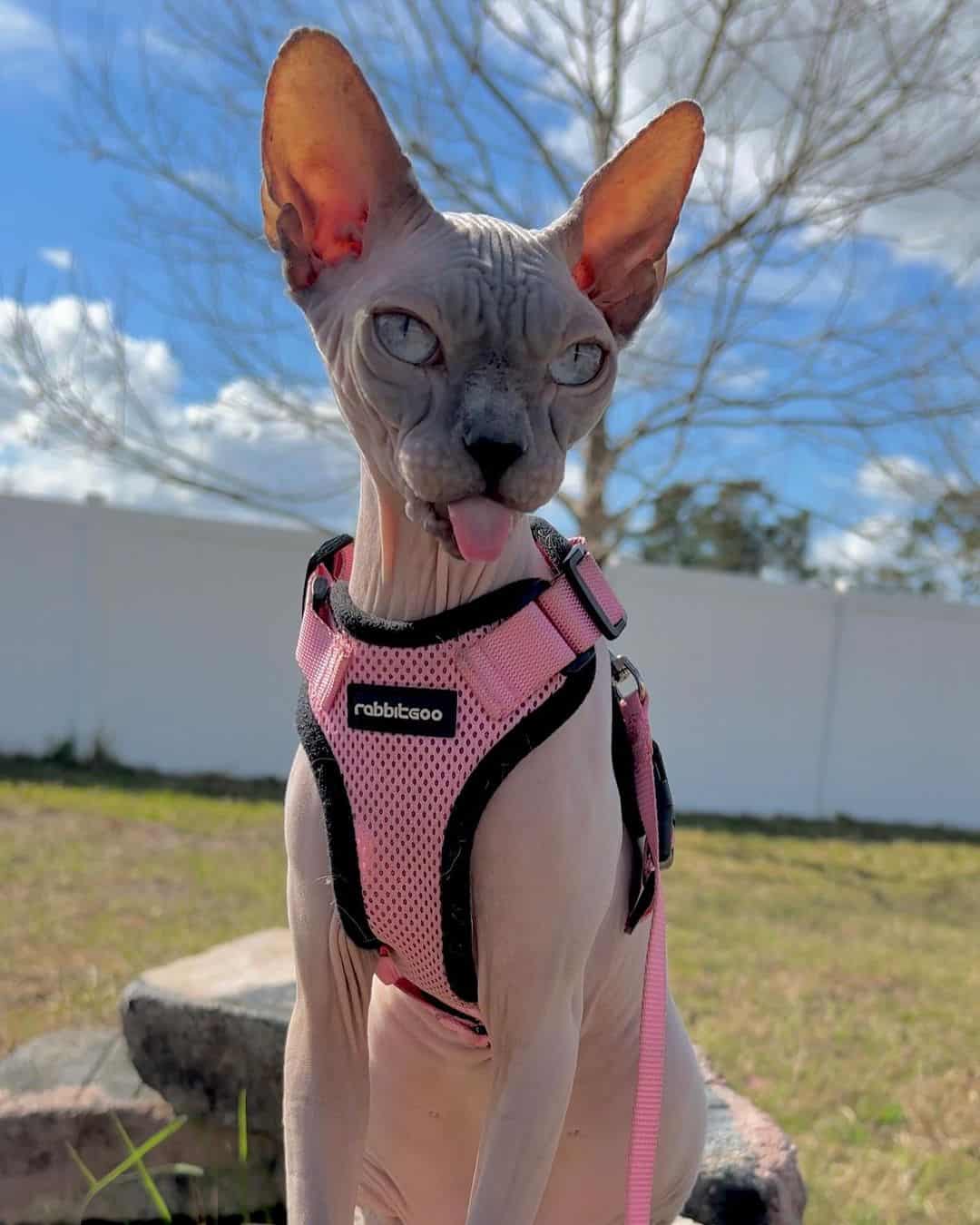 sphynx cat with tongue out