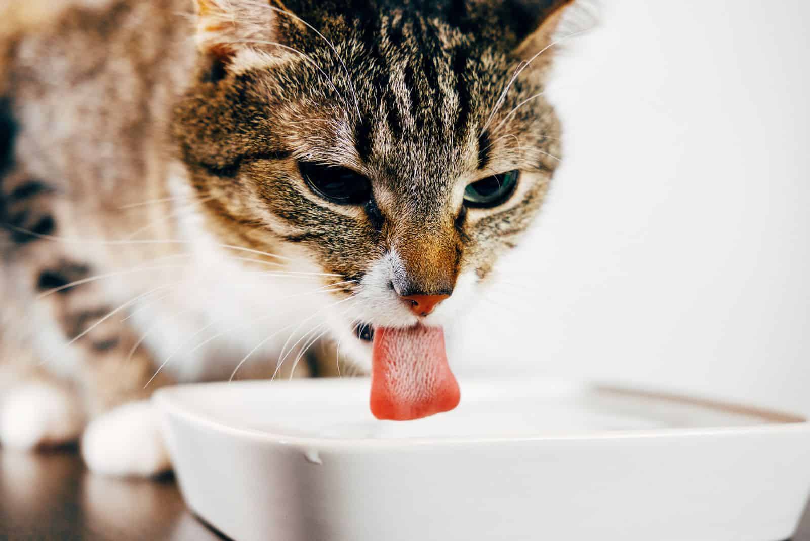 striped cat drinks water from plate