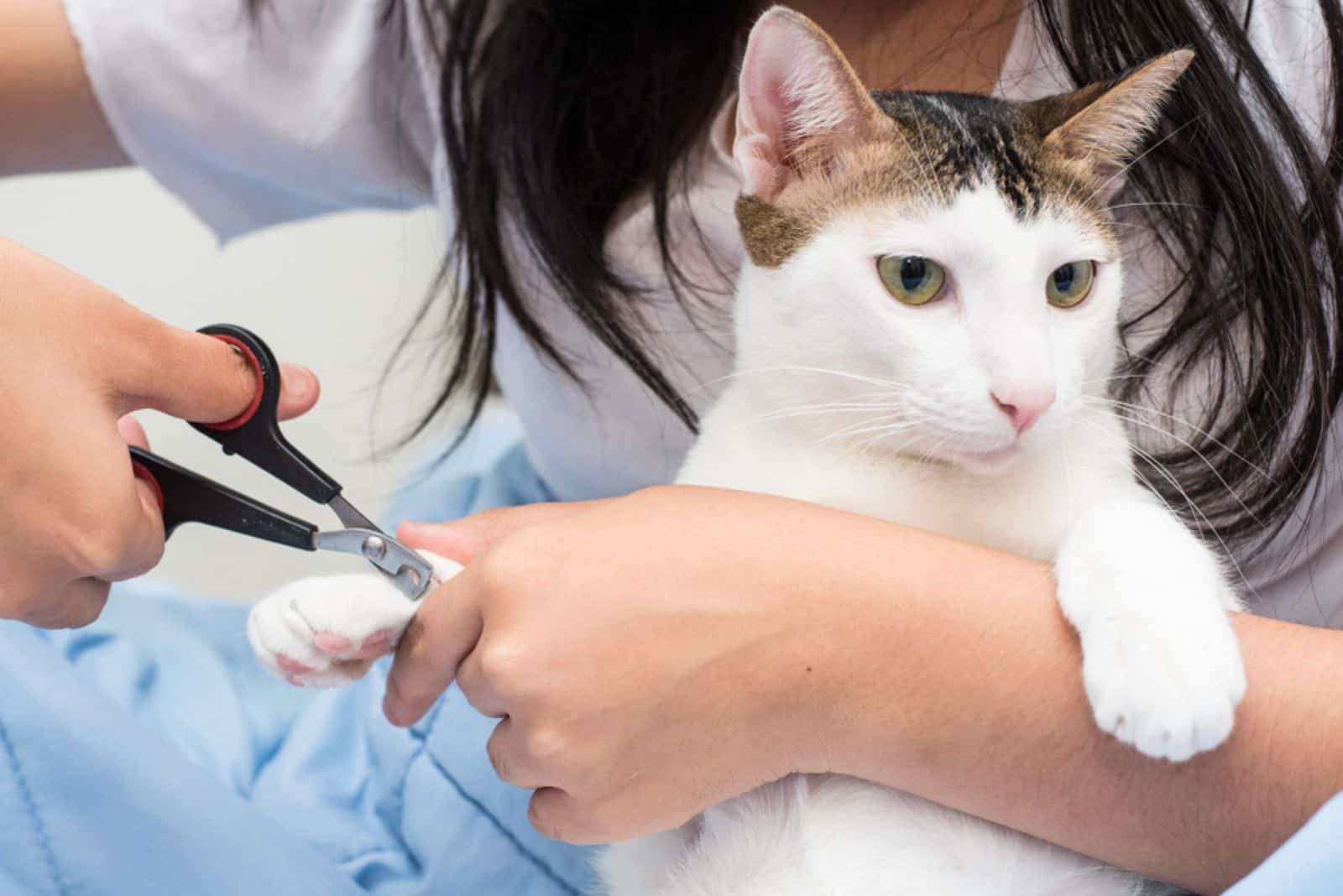 the cat is calm while the woman trims its nails