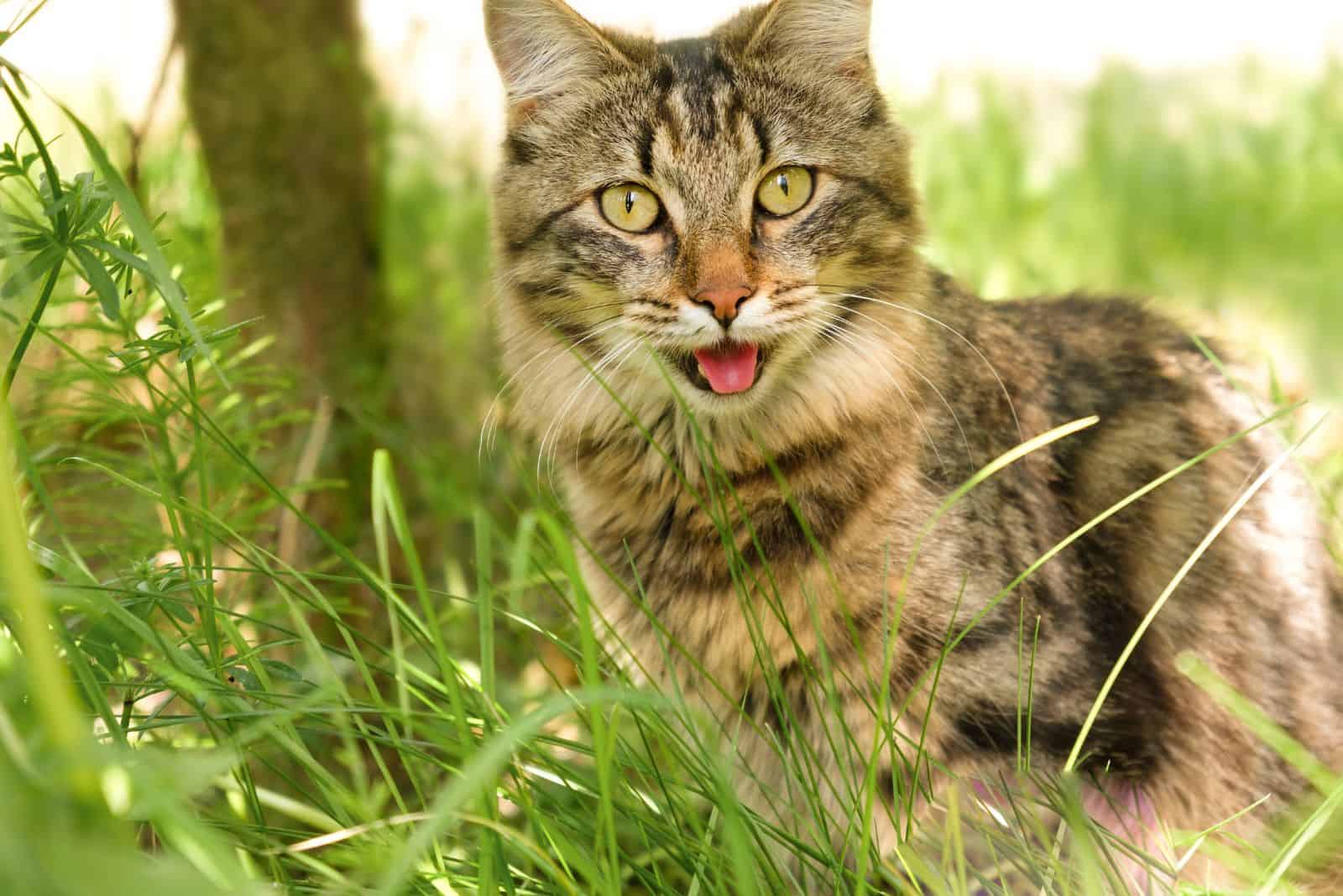 the cat is sitting on the grass panting