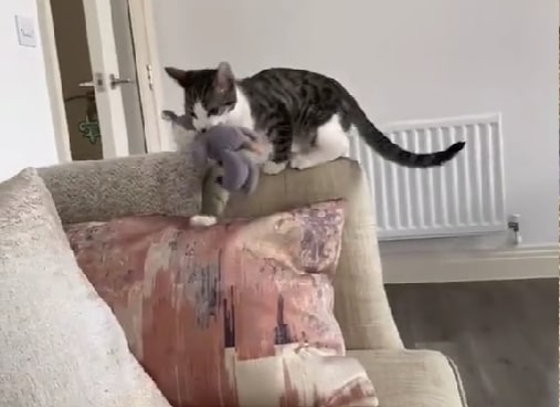 the cat is standing on the armchair and playing with a stuffed toy