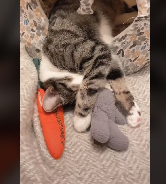 the cat plays with its paws with a stuffed toy