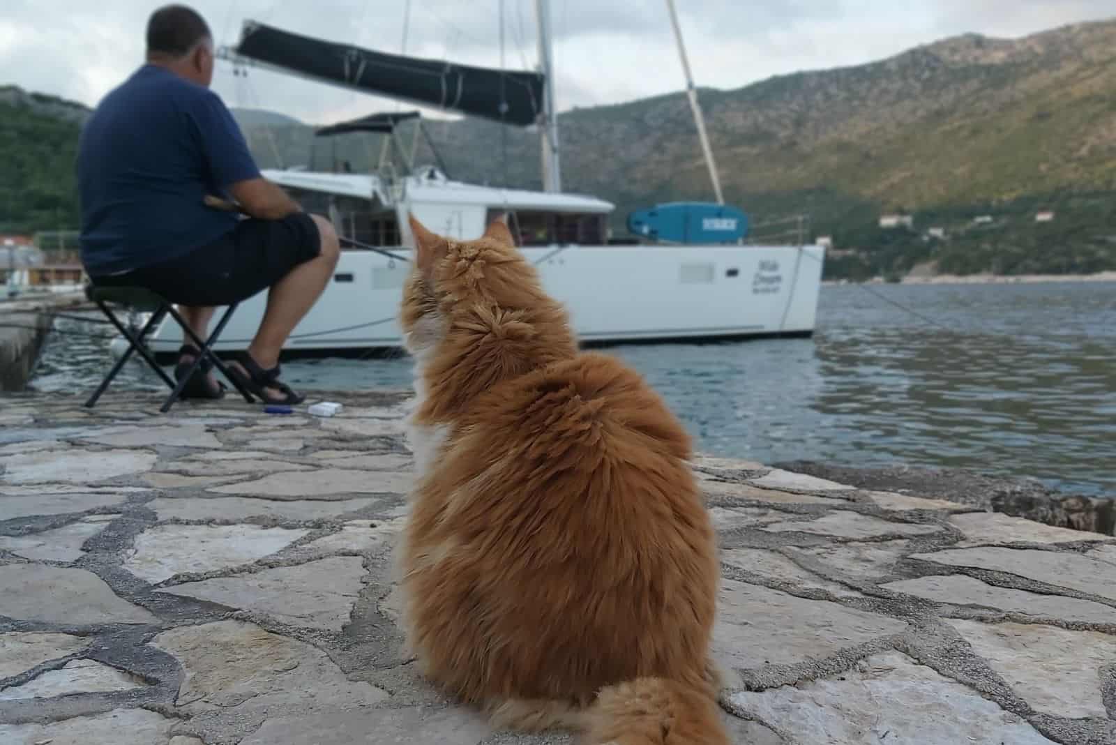 the cat sits by the sea and watches the fisherman fishing