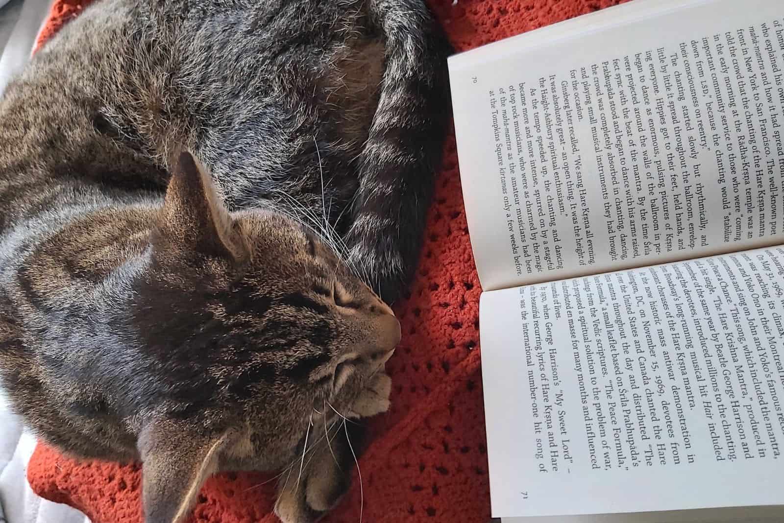 the cat sits next to Mikey's open book