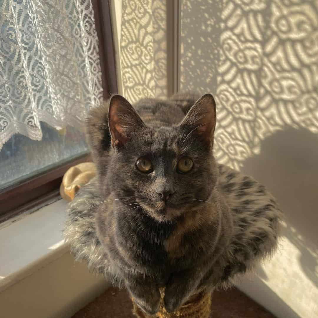 the cat sits on the scratching post and looks ahead