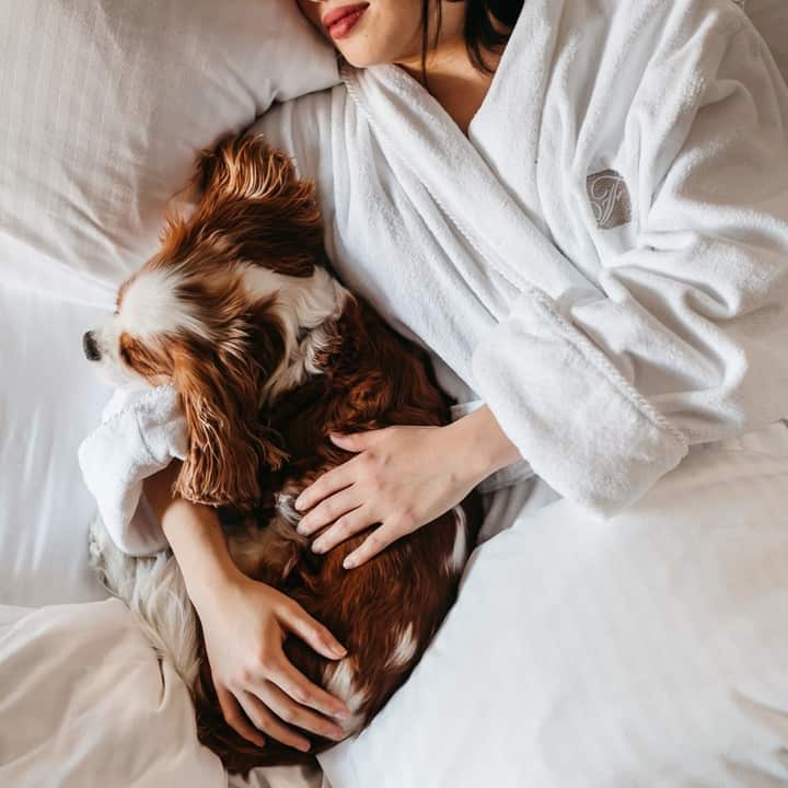 the dog lies in the arms of the woman in the hotel room