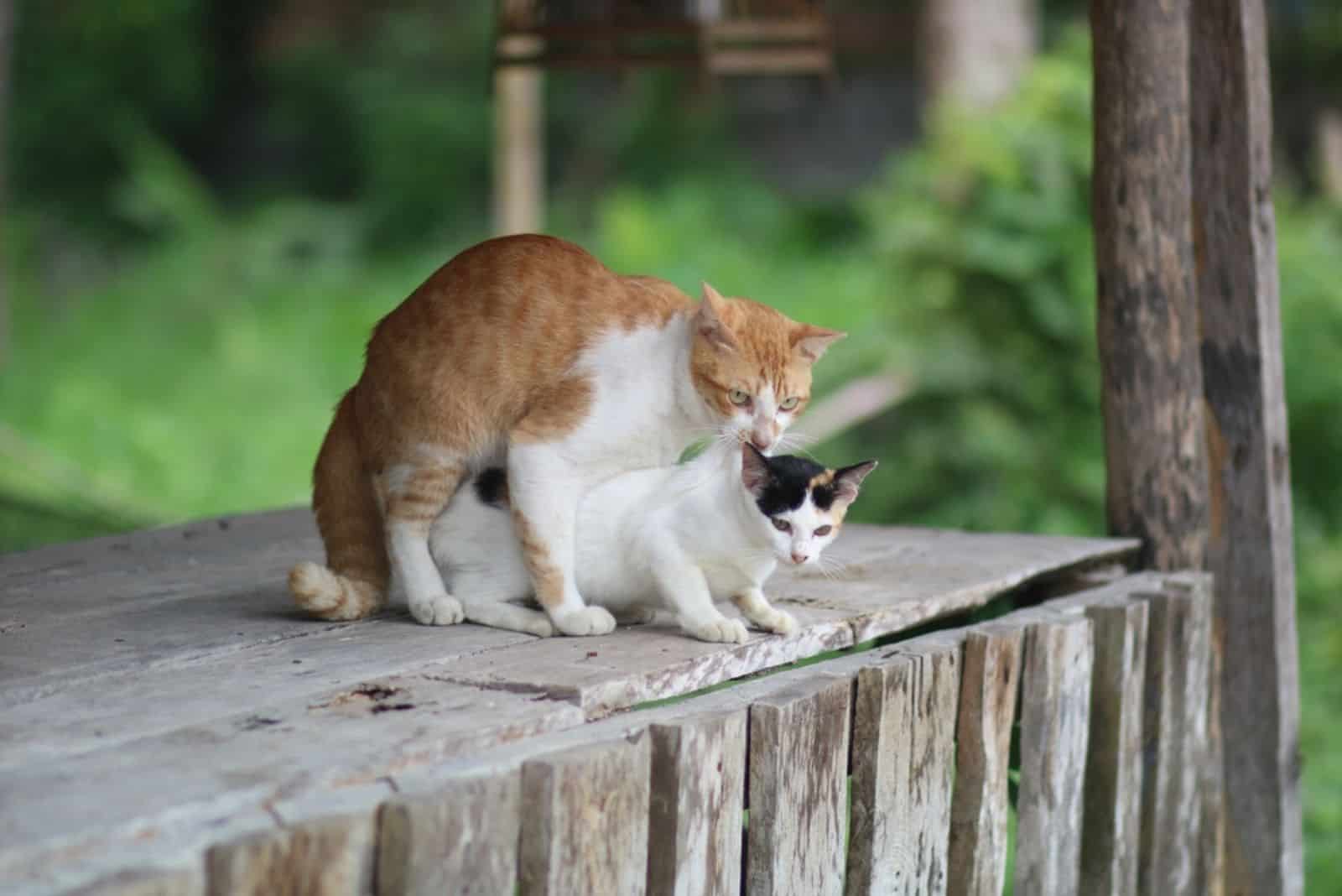 the ginger cat making love to white cat