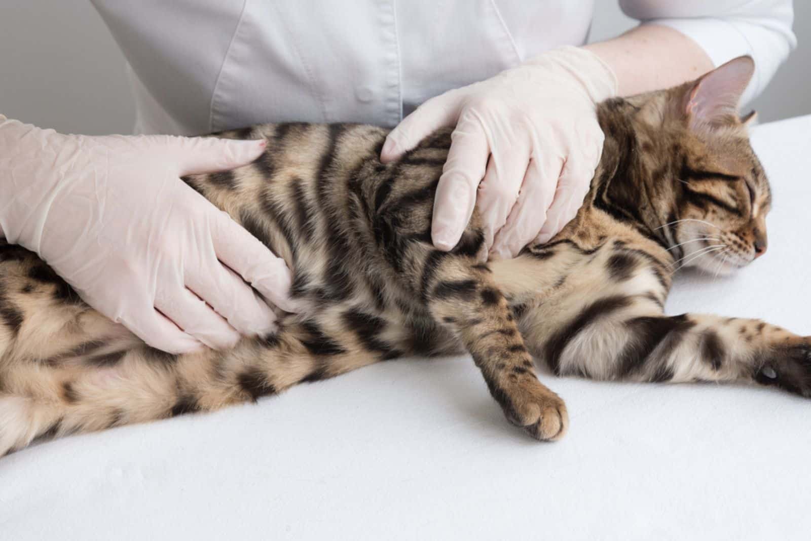 the vet examines the tabby cat