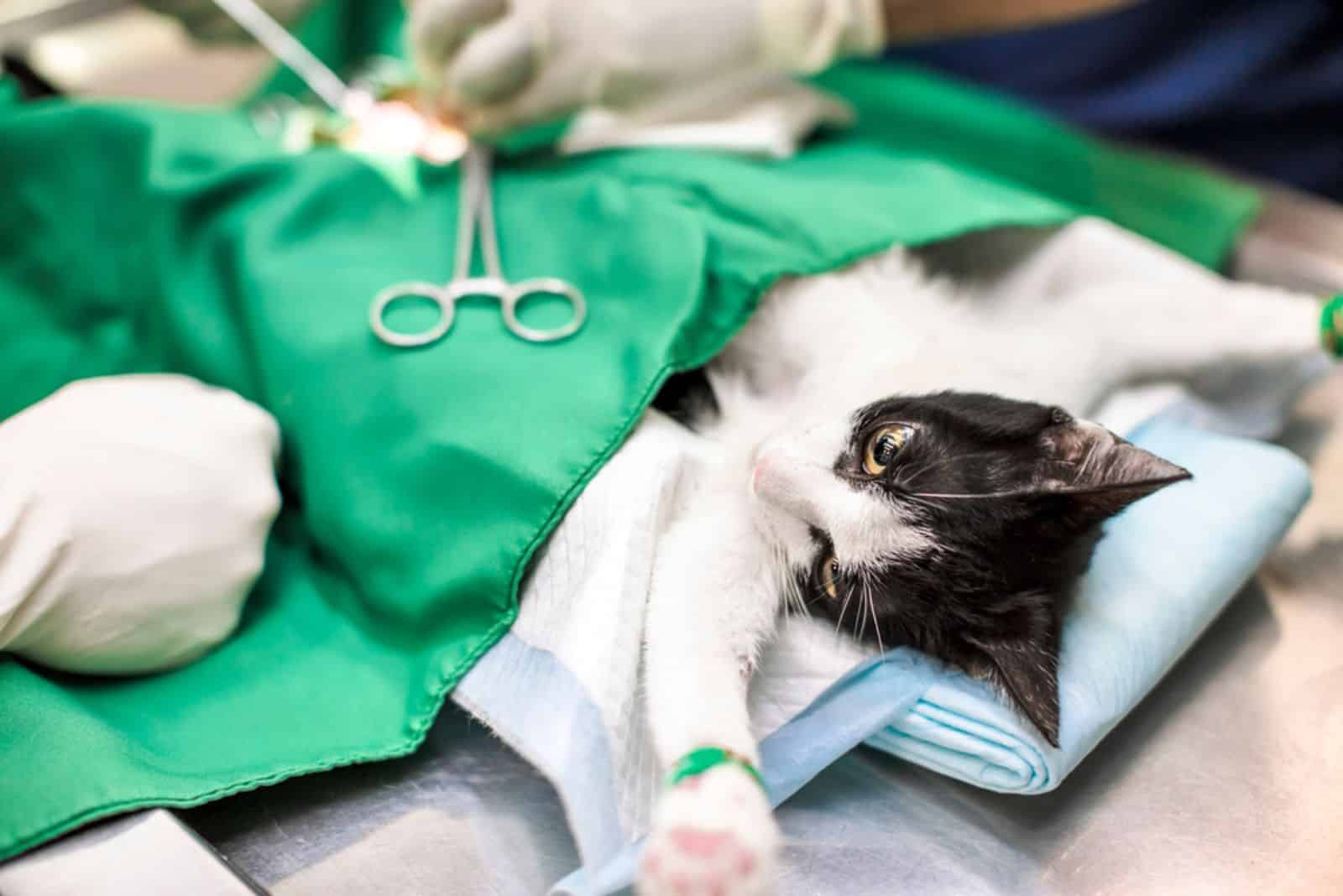 the vet sterilizes the cat on the table