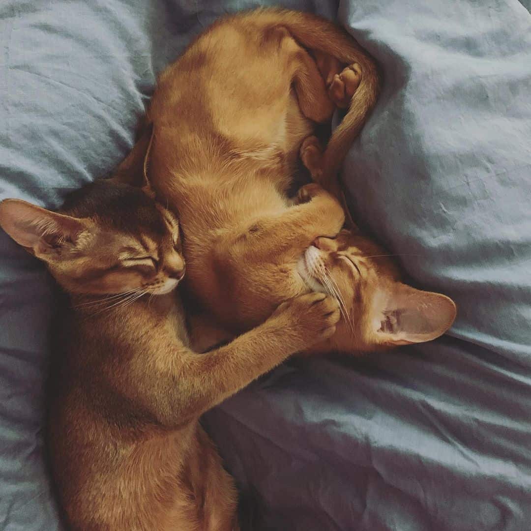 two abyssinian cats sleep next to each other