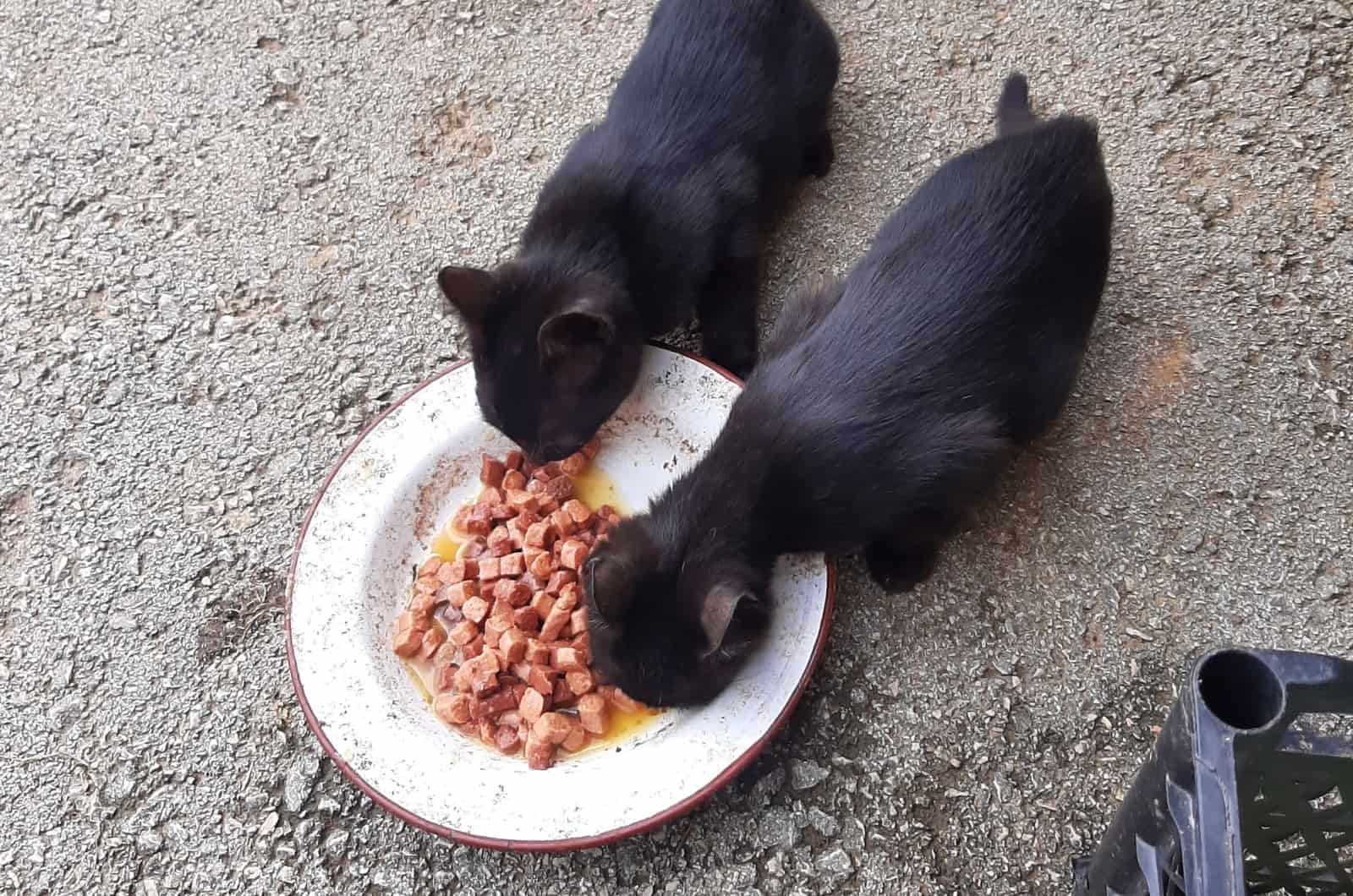 two black cats eating outside