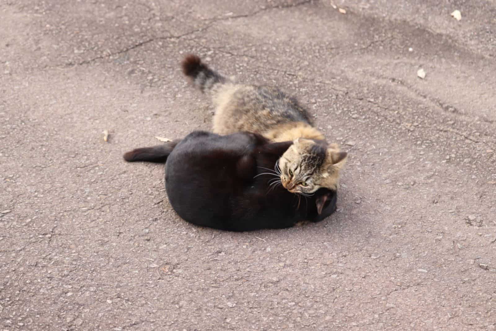 two cats bite each other's necks in the street