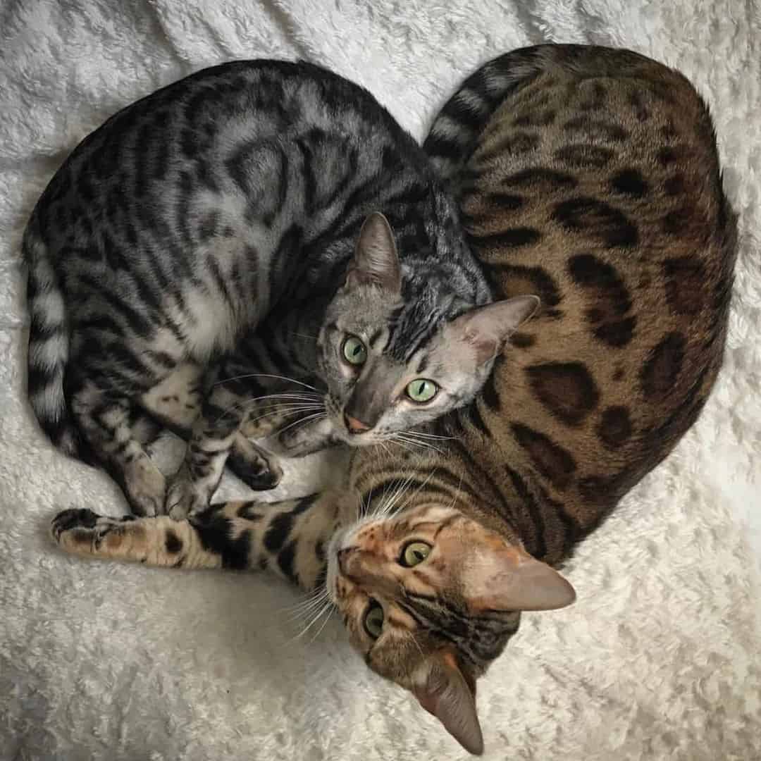 two cute bengal cats
