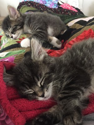 two grey tabby kittens napping