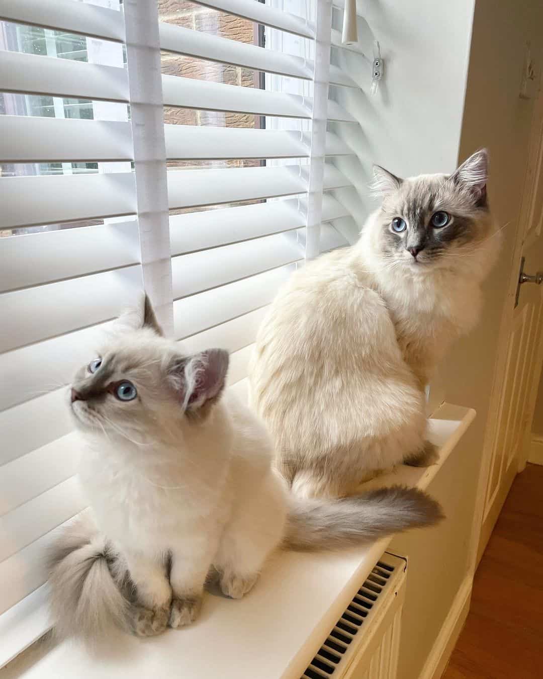 two white cats sitting by window