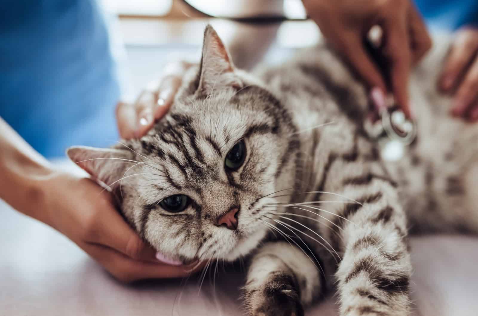 vet checking out cat with Hyperthyroidism