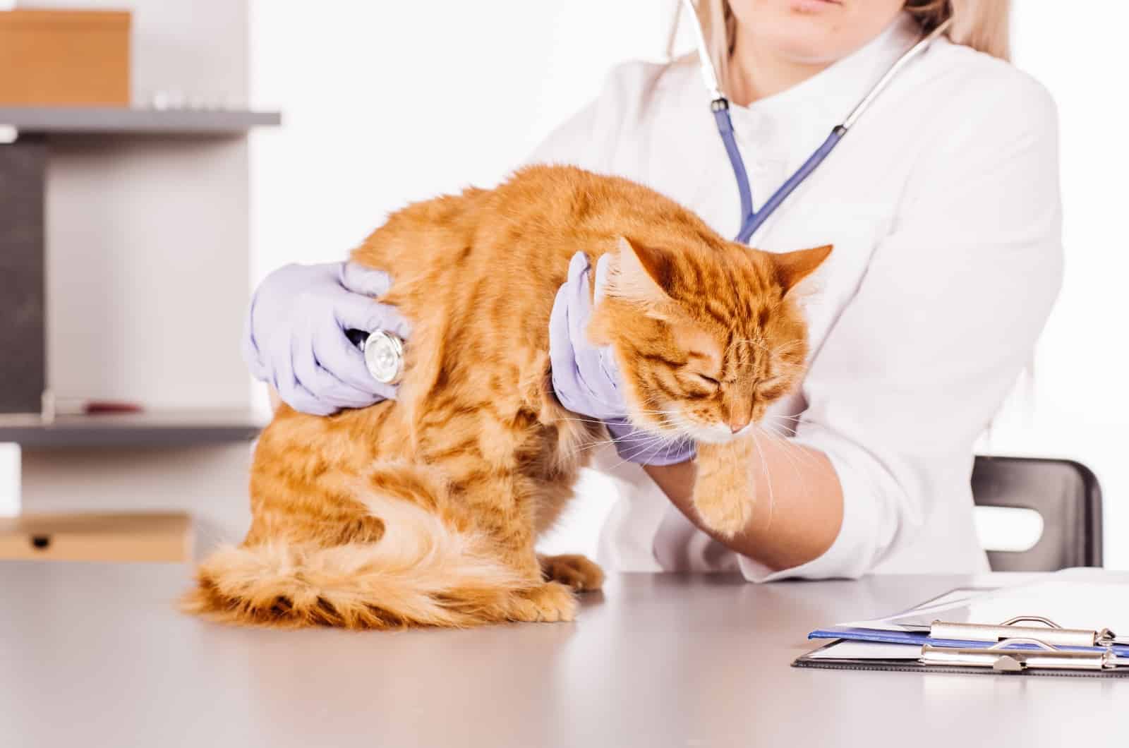 vet checking out orange cat
