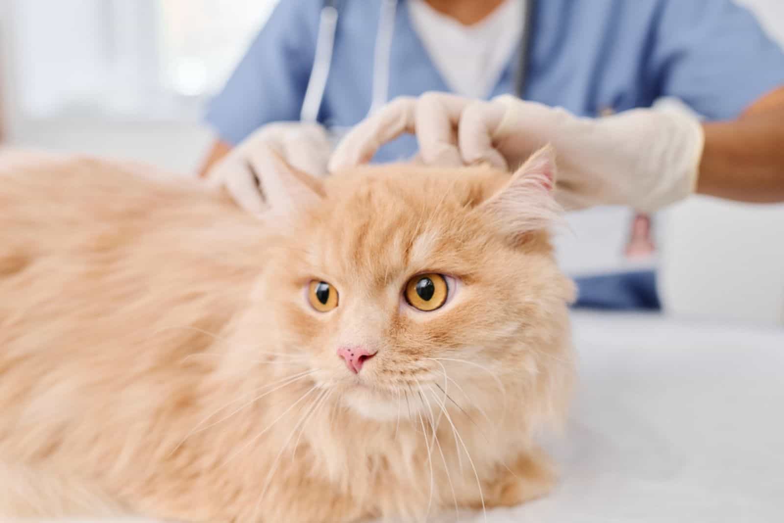 vet wearing protective gloves checking skin health of fluffy ginger cat