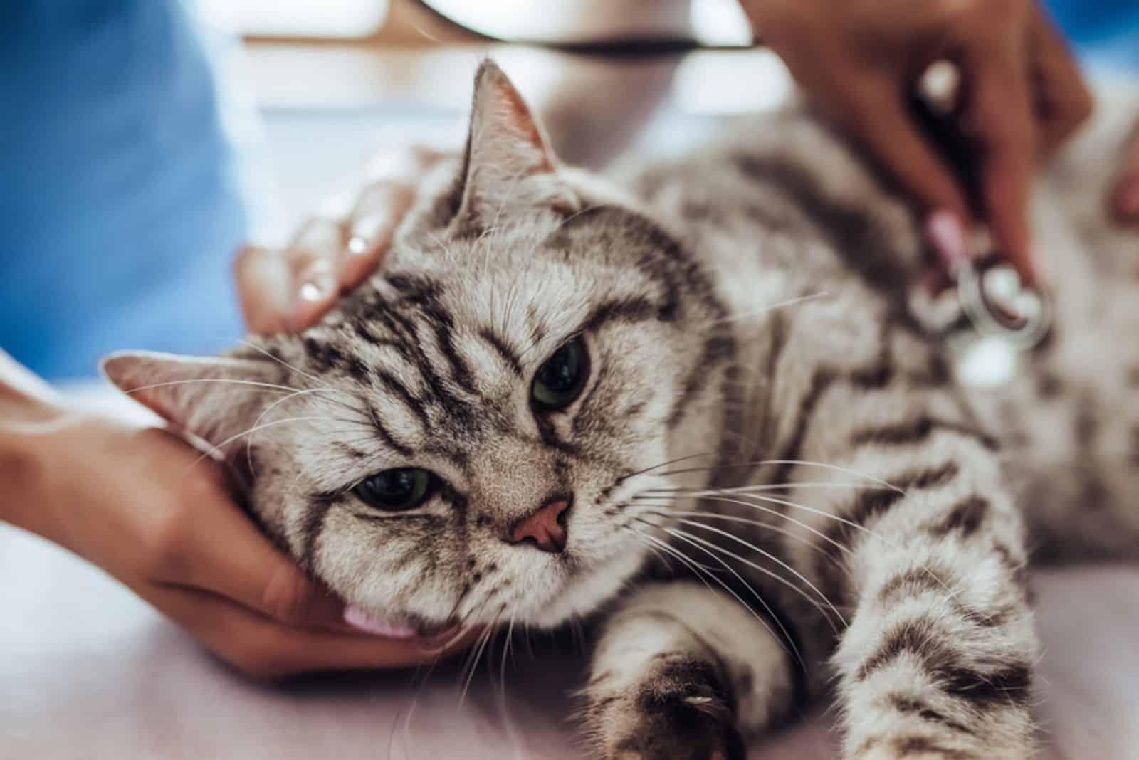veterinarian examining grey cat