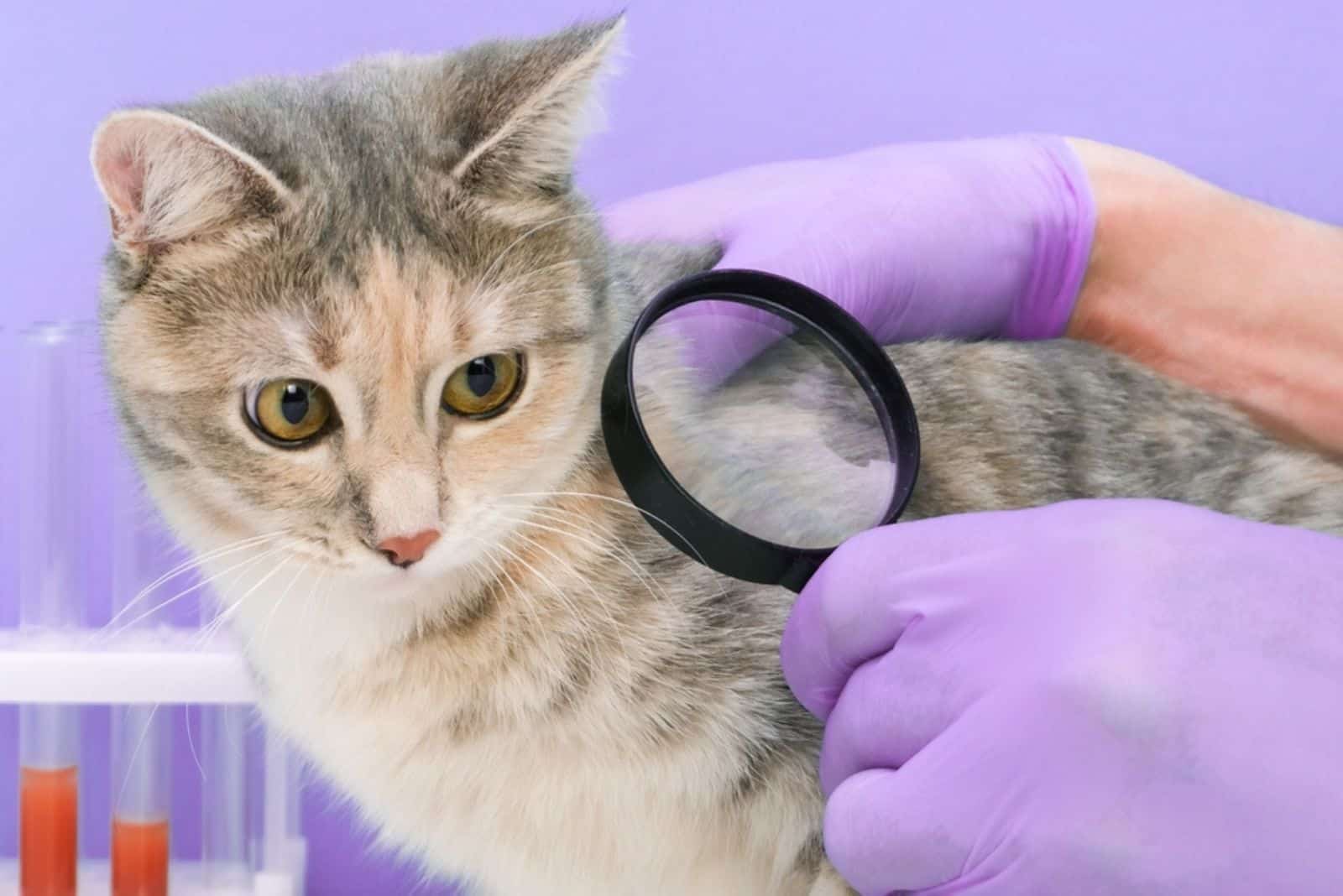 veterinarian looks at the skin of a cat with a magnifying glass