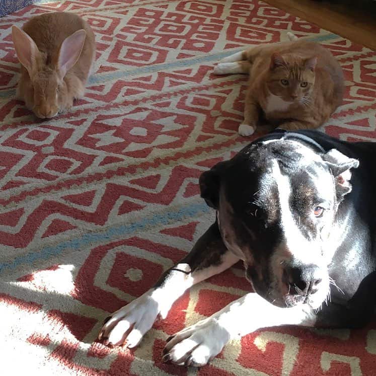 wallace the rabbit and gus the cat photographed with a dog