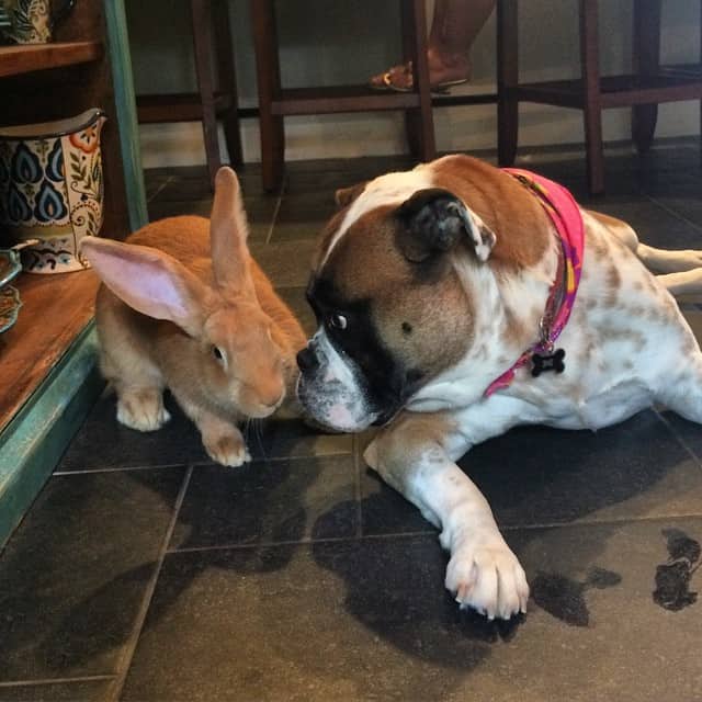 wallace the rabbit touching noses with a dog