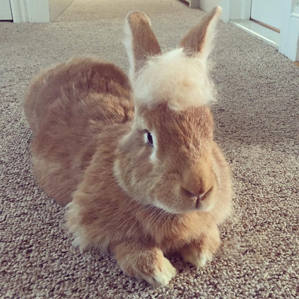 wallace the rabbit with hair on head