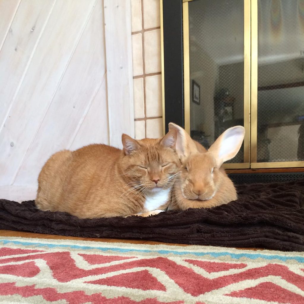 wallace the wabbit and gus the cat