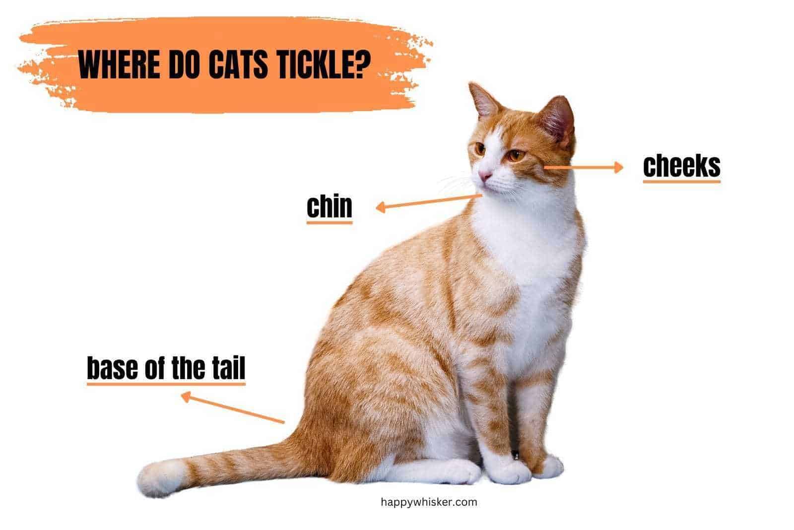 where do cats tickle