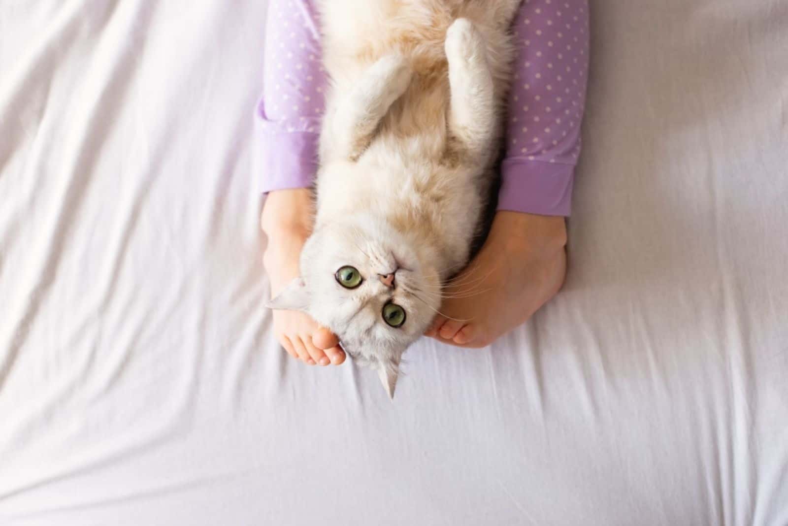 white British cat, resting at home on the bed, between barefoot childrens feet 