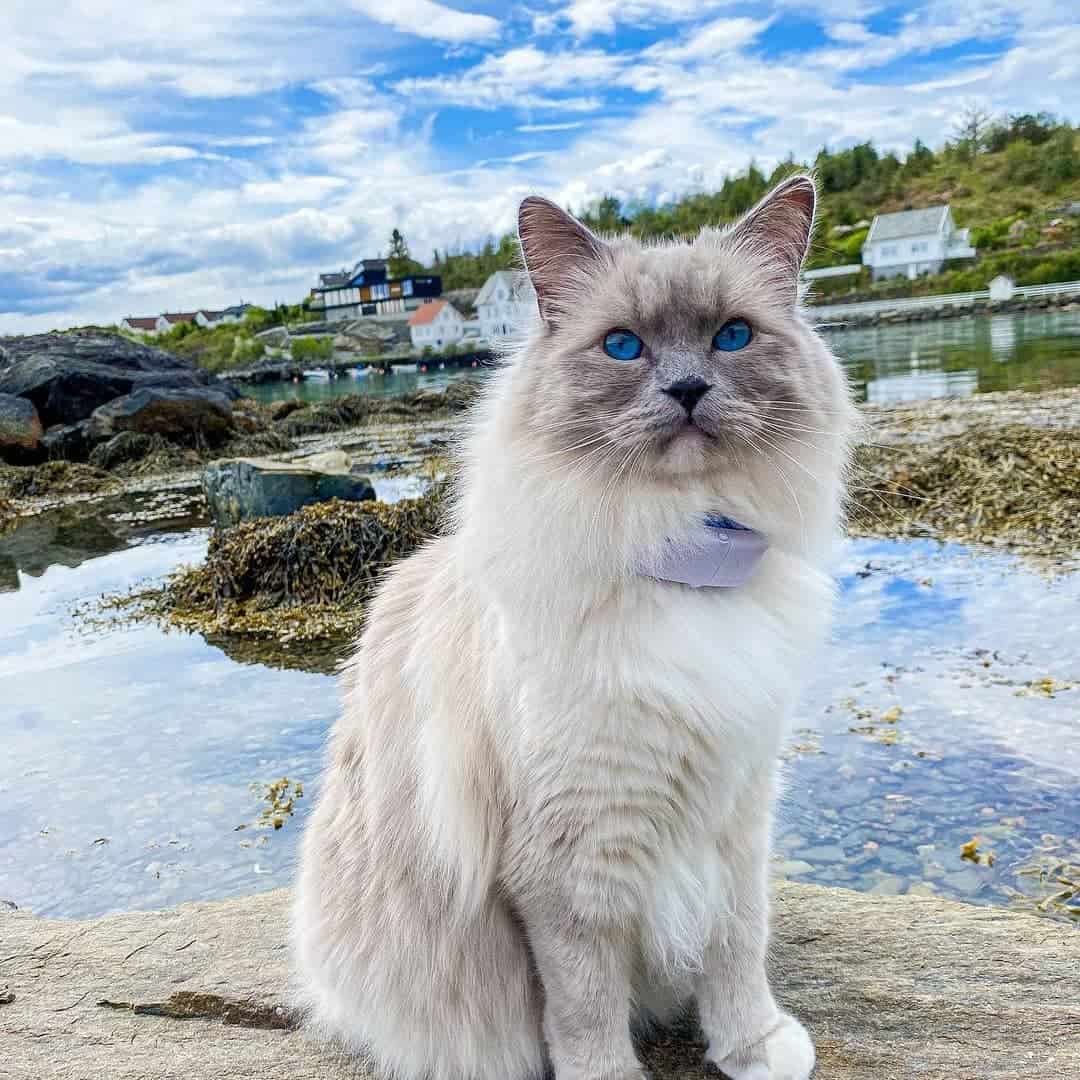 white Ragdoll Cat sitting by the lake