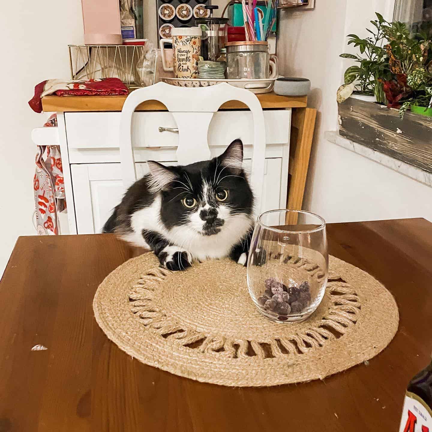 funny cat looking at wine glass