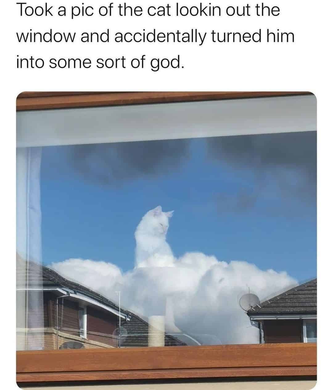 white cat on window shell looking like a cloud