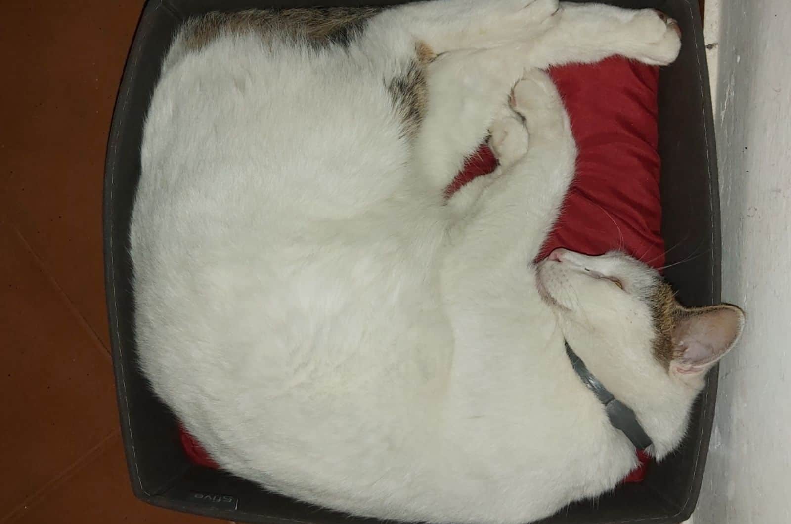 white cat sleeping in a box