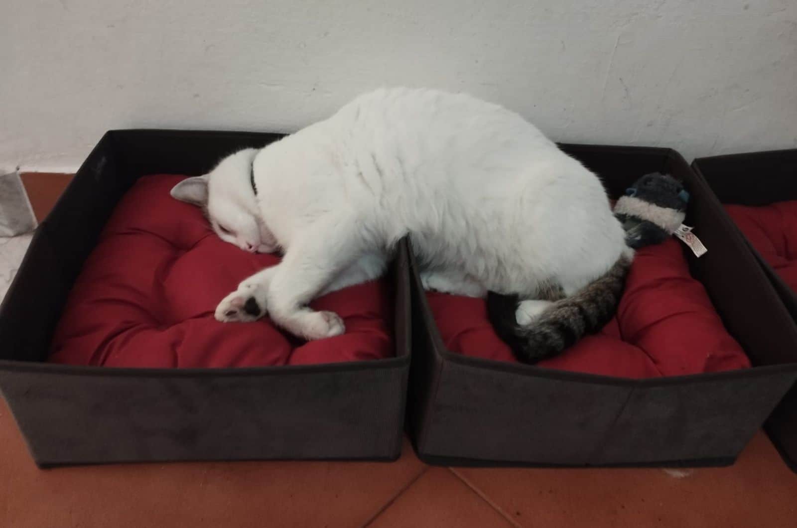 white cat sleeping on two boxes