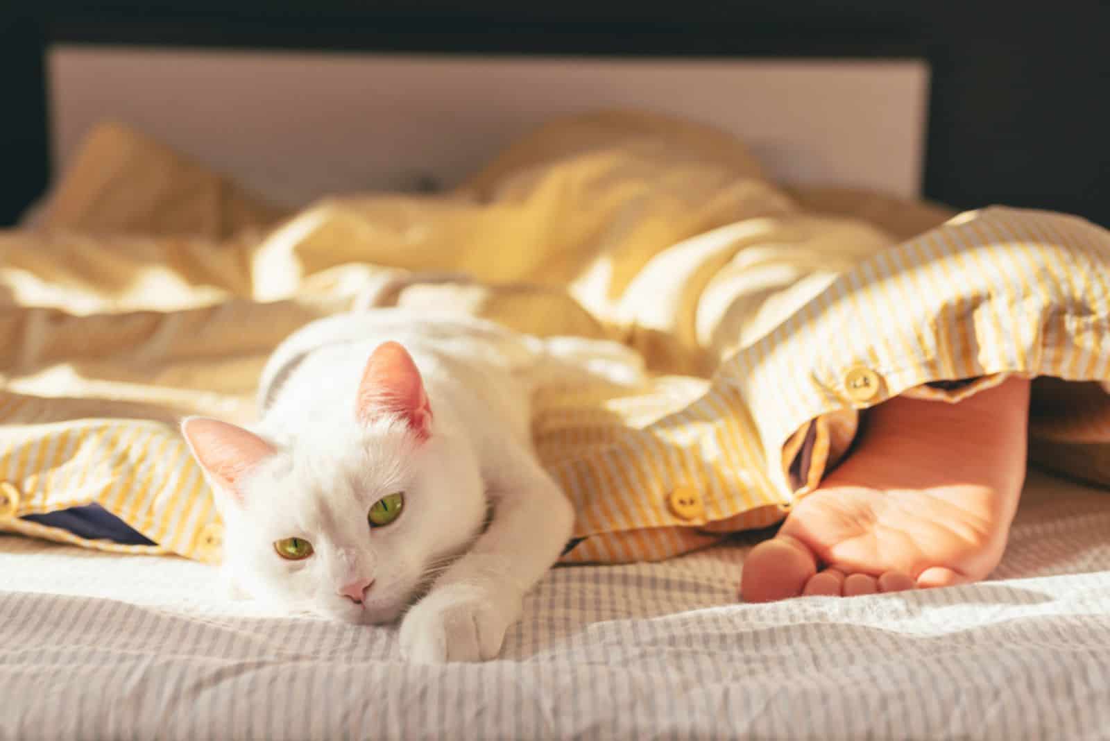 white sleepy cat lying near a men's leg