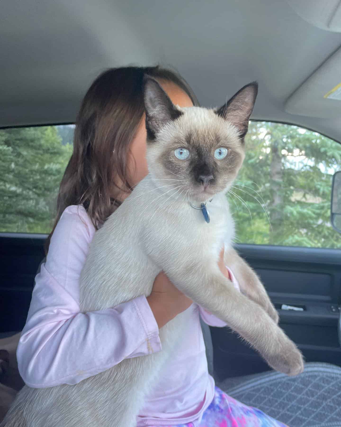 woman holding big ragamese cat