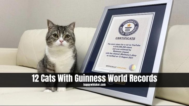 12 Cats With Guinness World Records (No.7 Will Surprise You)