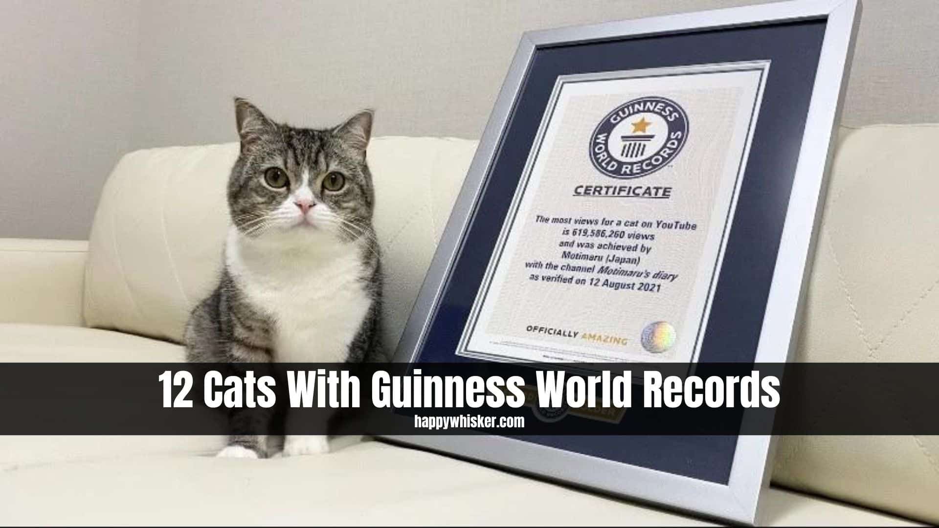 cat with guiness world record